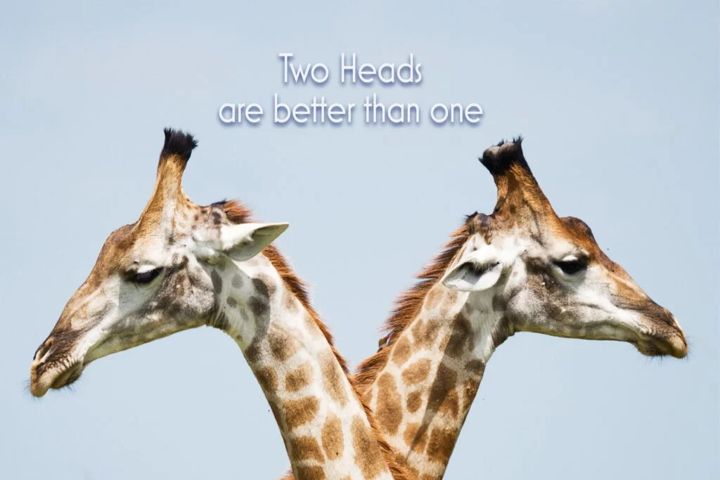 IMAGES GIRAFFEs min